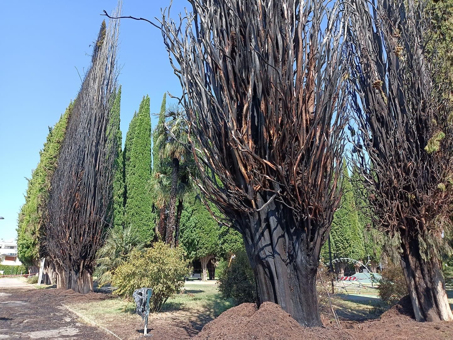 Immagine per Dopo il rogo dei cipressi a Monfalcone parte la richiesta per più forze dell'ordine